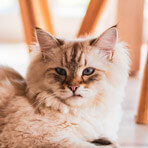 Eliana Goldberg pet photo