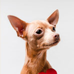Maria Jofre pet photo
