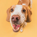 Jorge Santolla pet photo